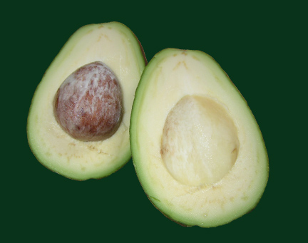 avocadoedit