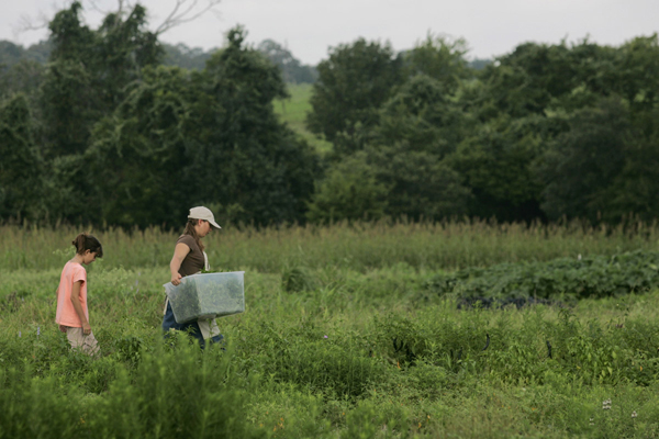 Carina Stufflebeam (left), 10, walks with her mother, Jenny, as she carries a bin of freshly cut basil on the family's 12-acre farm Thursday, July 12, 2007, in Brenham. The Stuffelbeam farm is part of a Community Supported Agriculture (CSA) organization started by the Jewish Community Center in Meyerland, where community members pay the family ahead of the growing season for a share of the harvest each week. Members in the CSA meet once a week ( Johnny Hanson / For the Chronicle)