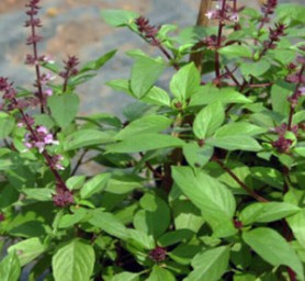 holy-basil-2-300x276