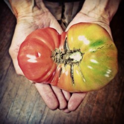 Image courtesy of Springdale Farm
