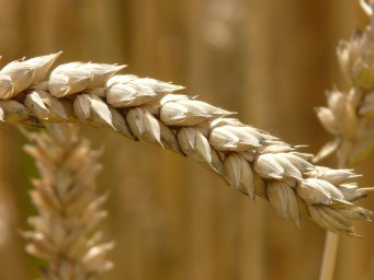 ear-wheat-cereals-grain-40514