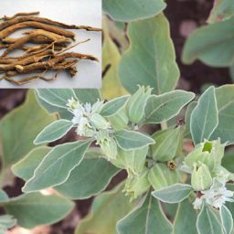 Getting to know herbs–Ashwagandha