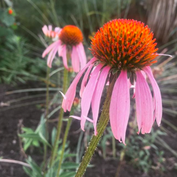 Getting to know herbs–Echinacea