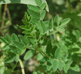 Getting to know herbs–Astragalus