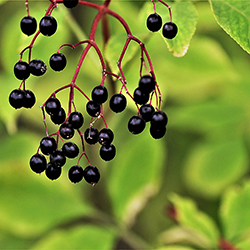 Getting to know herbs–Elderberry