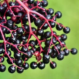 Elderberry and the Cytokine Storm