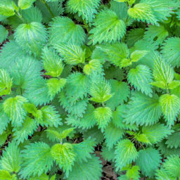 Getting to know herbs–Nettles