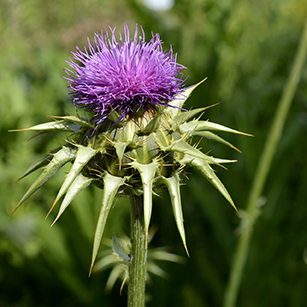 Getting to know herbs–Milk Thistle