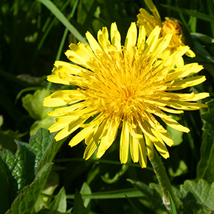 Get to know herbs–Dandelion for digestive health