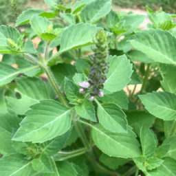 Get to know herbs–Holy Basil for the nervous system