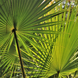 Get to know herbs–Saw Palmetto for men’s health & more