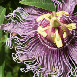 Get to know herbs–Passionflower for sleep