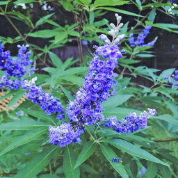 Get to know herbs–Vitex for women’s health