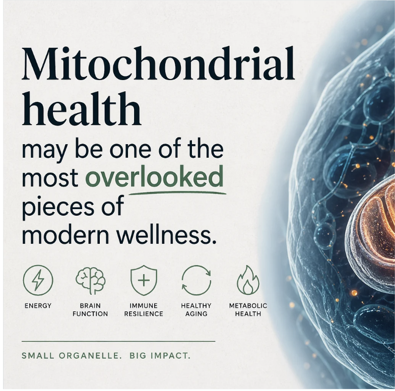 Why Mitochondrial Health Might Be the Missing Piece to Your Energy Why Mitochondrial Health Might Be the Missing Piece to Your Energy